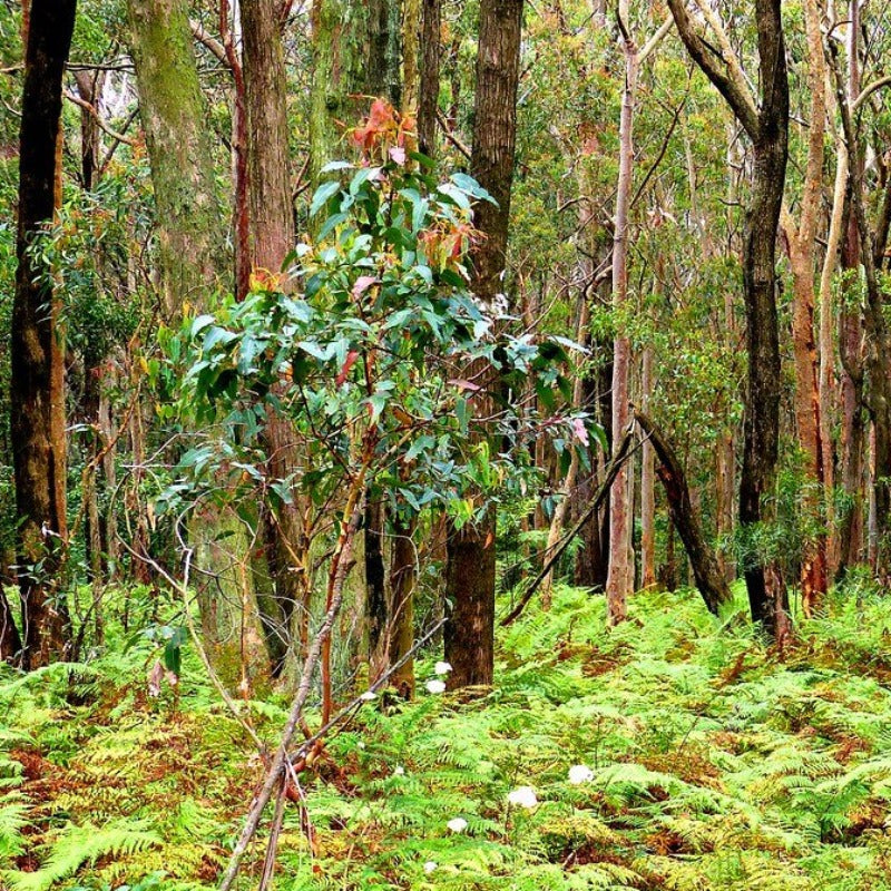 Australian bush fragrance