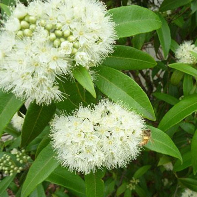 Lemon myrtle fragrance oil