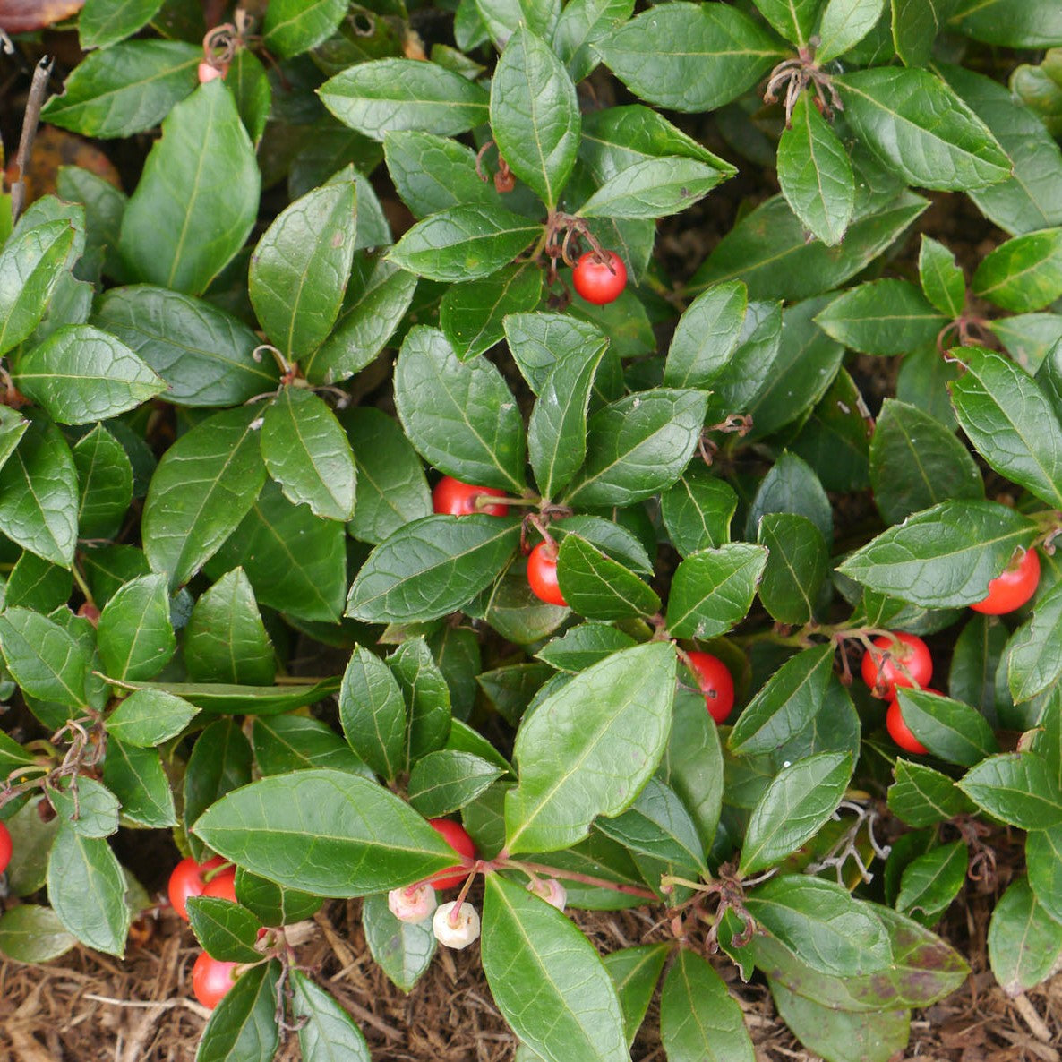 Wintergreen essential oil (gaultheria procumbens L)