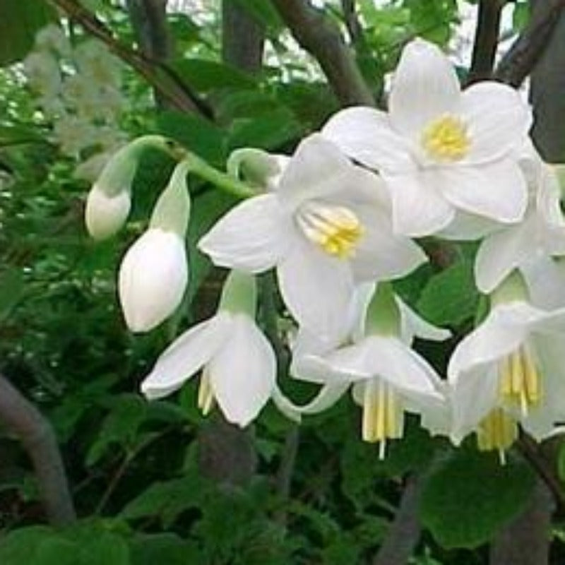 Benzoin essential oil