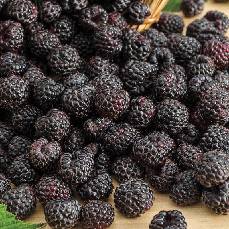 Black Raspberry fragrance