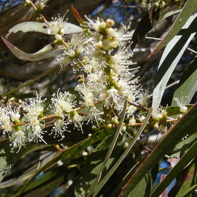 Cajeput essential oil (melaleuca cajuputi)