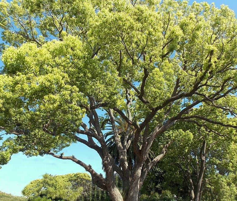 Camphor essential oil (cinnamonum camphora)