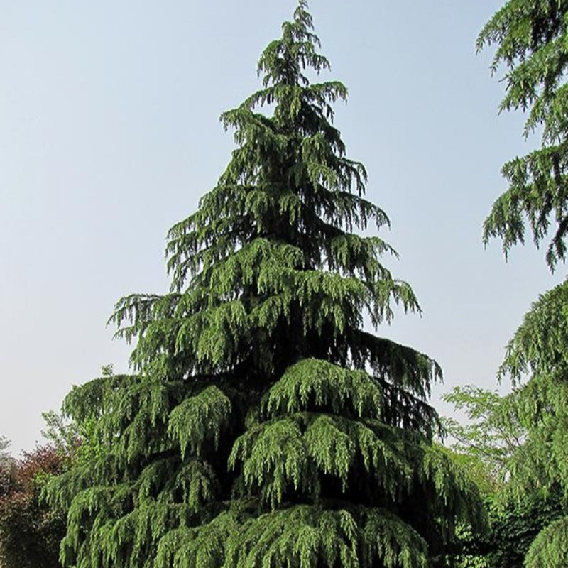 Cedarwood essential oil