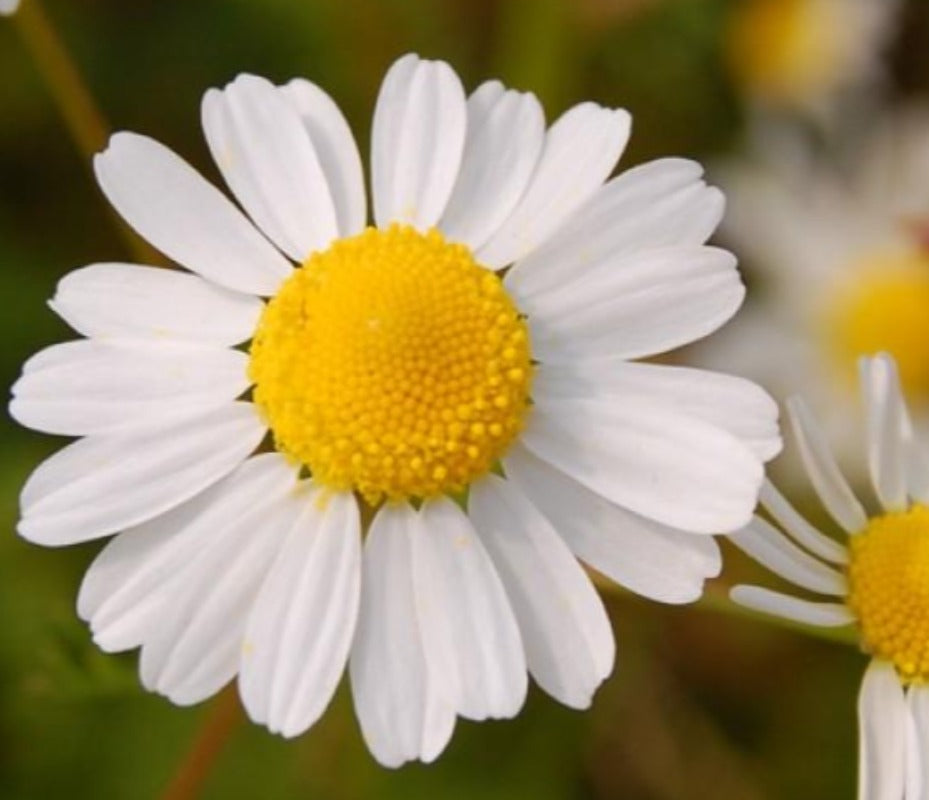 Chamomile blue essential oil