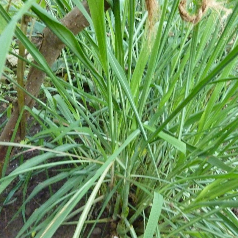 Citronella essential oil
