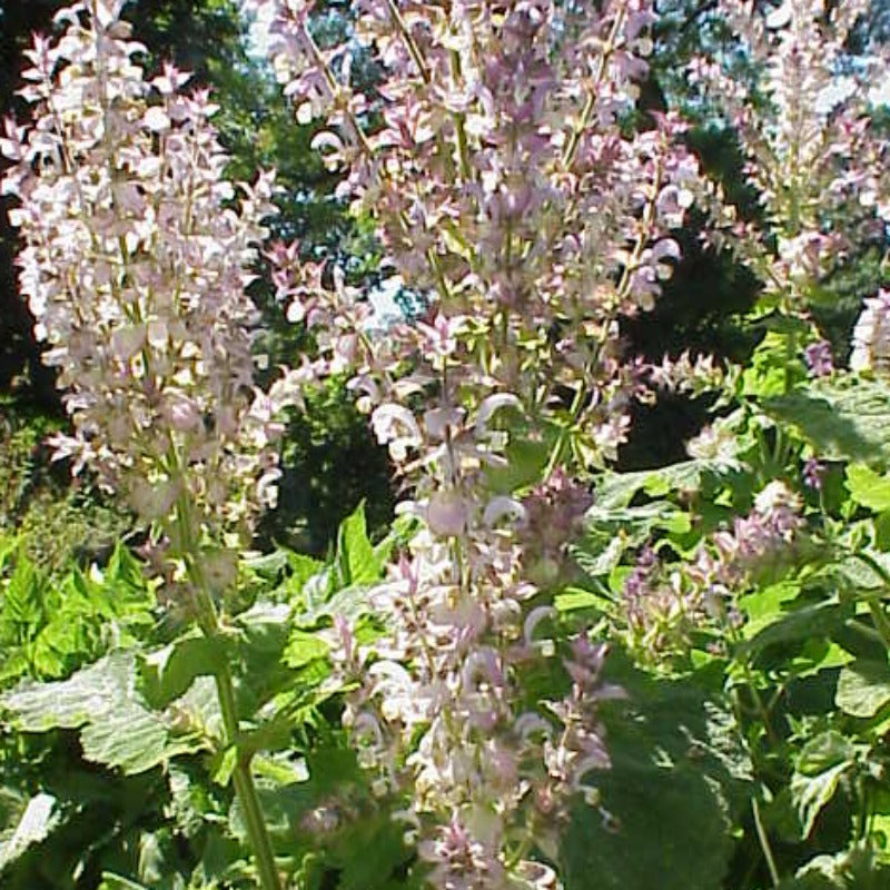 Clary sage essential oil