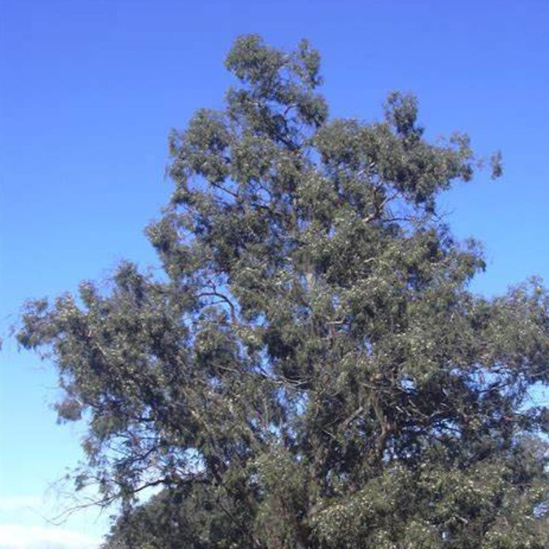 Eucalyptus essential oil