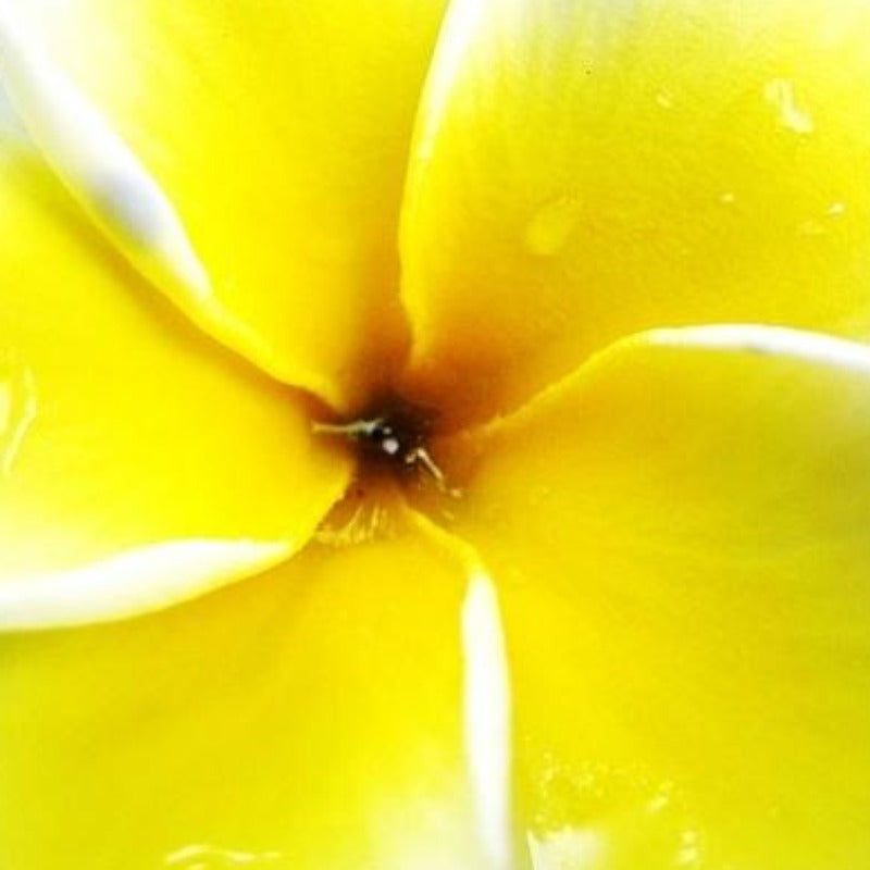 Frangipani fragrance oil