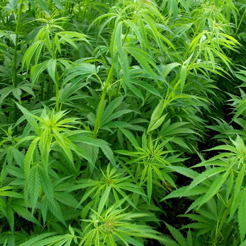 Hempseed oil (cannabis sativa) - organic