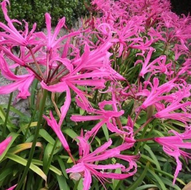 Japanese honeysuckle fragrance