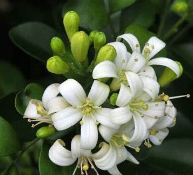 Jasmine fragrance