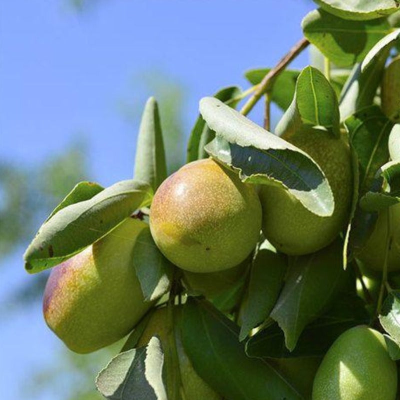 Jojoba oil (simmondsia chinensis)