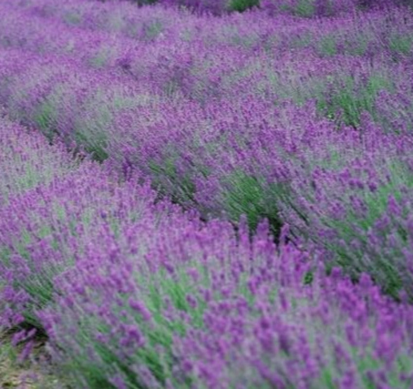 Lavender fragrance oil
