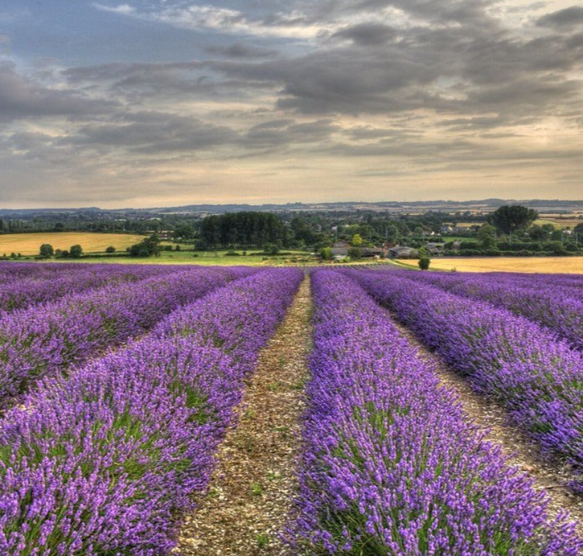 Lavender essential oil