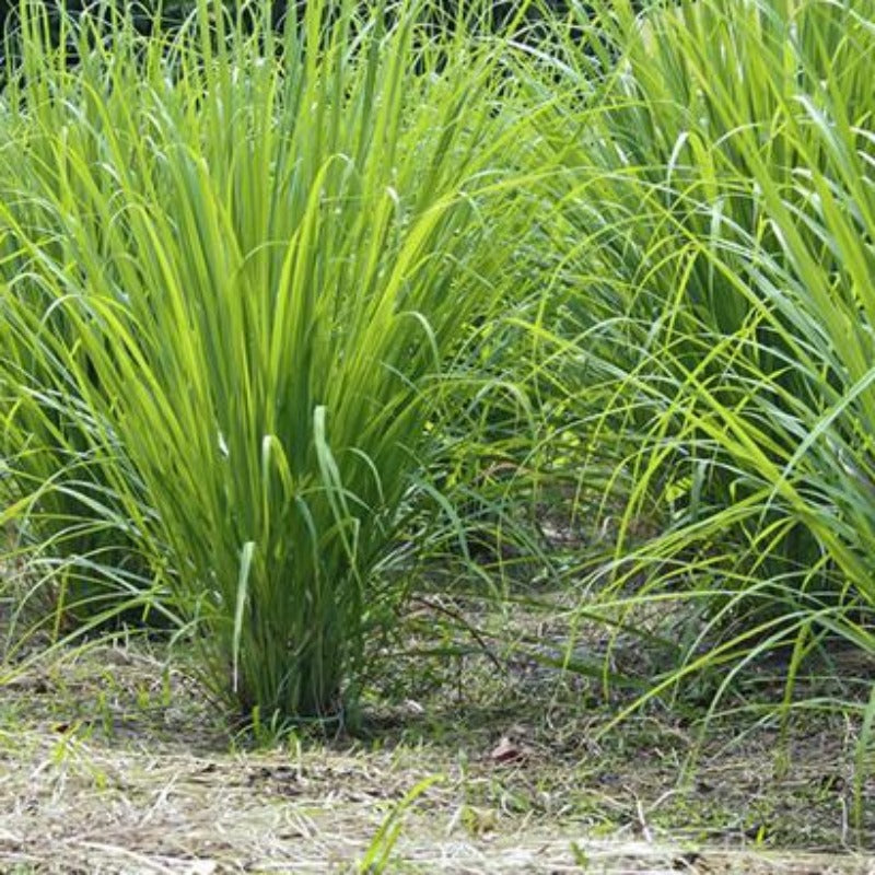 Lemongrass essential oil