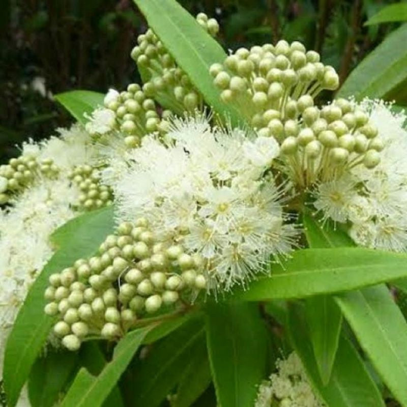 Lemon myrtle essential oil (backhousia citriodora)