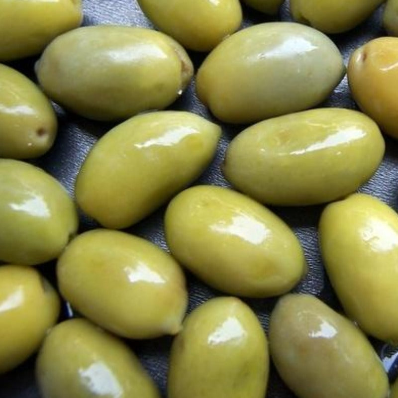 Olive oil pomace (olea europea) - Italy