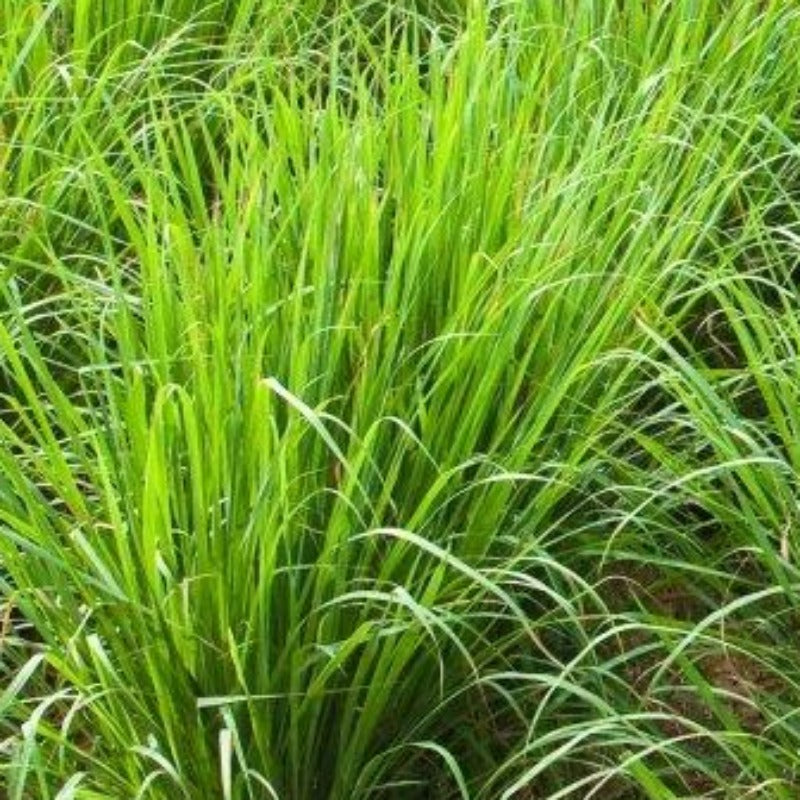 Palmarosa essential oil