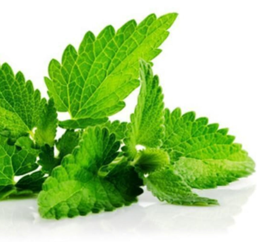 Patchouli essential oil