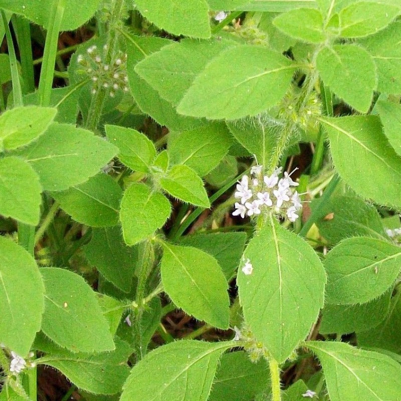 Peppermint essential oil