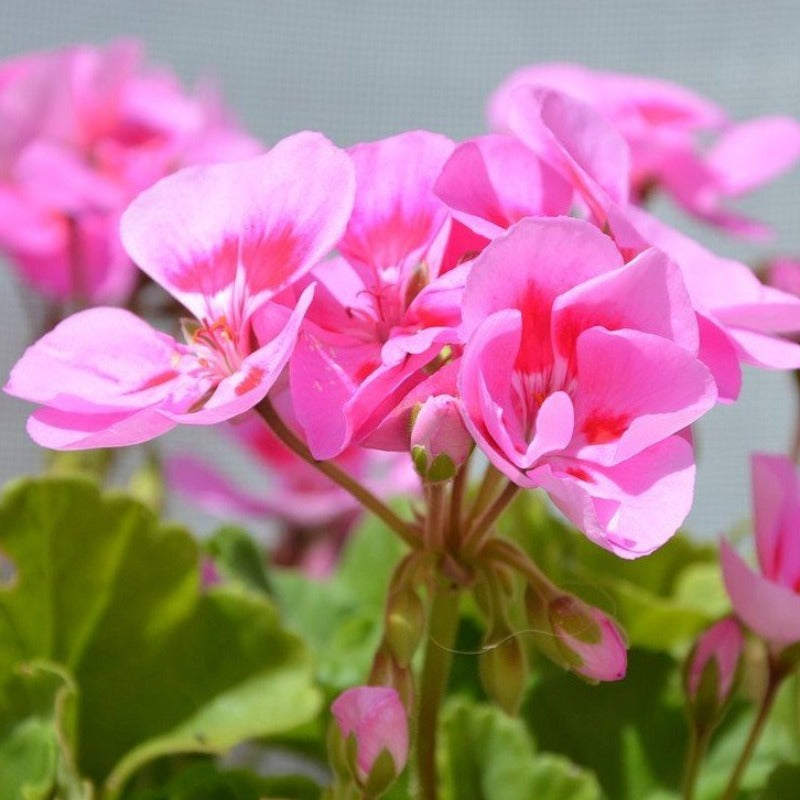 Rose geranium essential oil