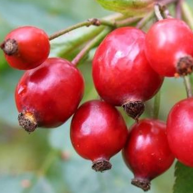 Rosehip oil (rosa canina) - cold pressed