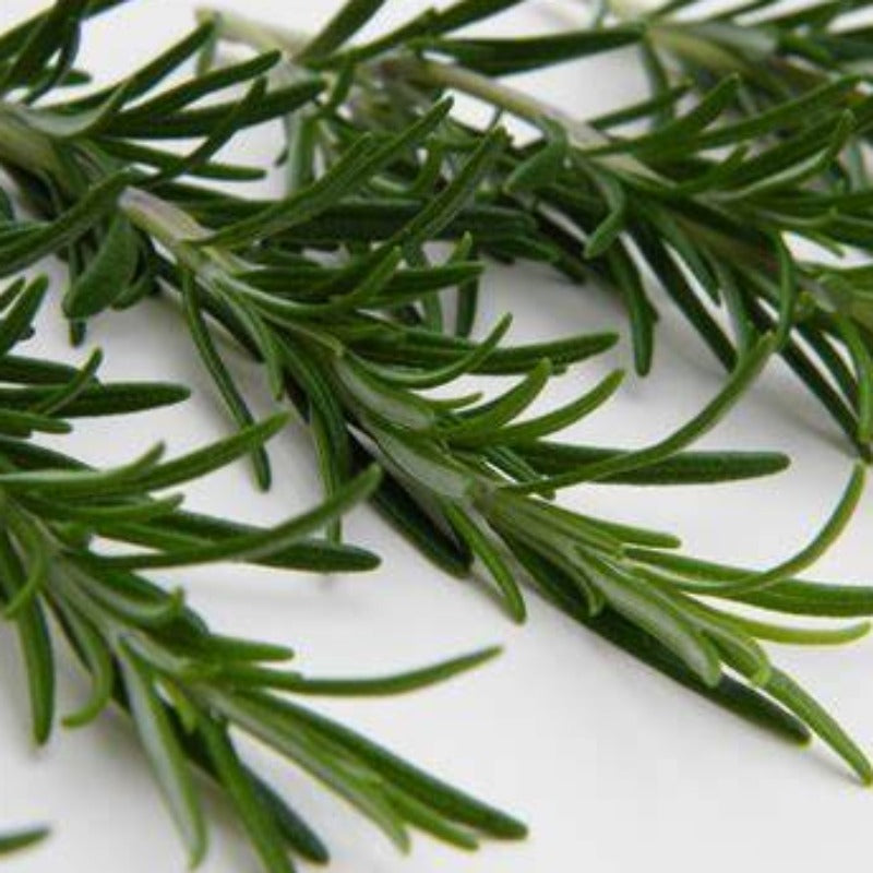 Rosemary essential oil