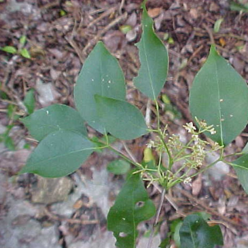 Sandalwood essential oil