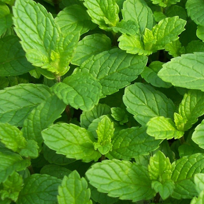 Spearmint essential oil