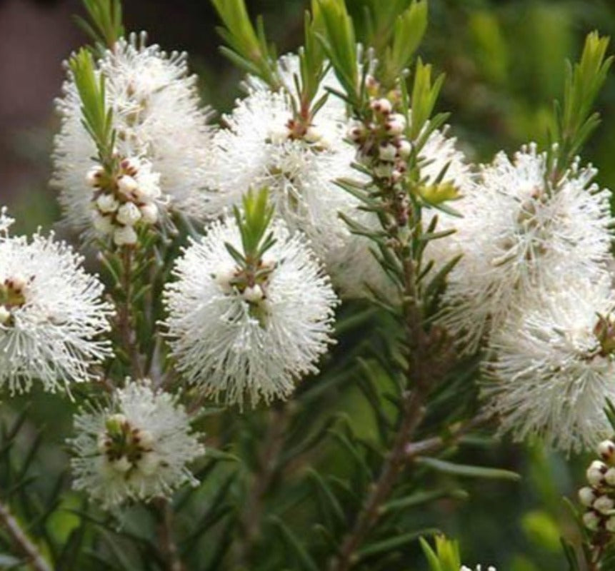 Tea tree essential oil