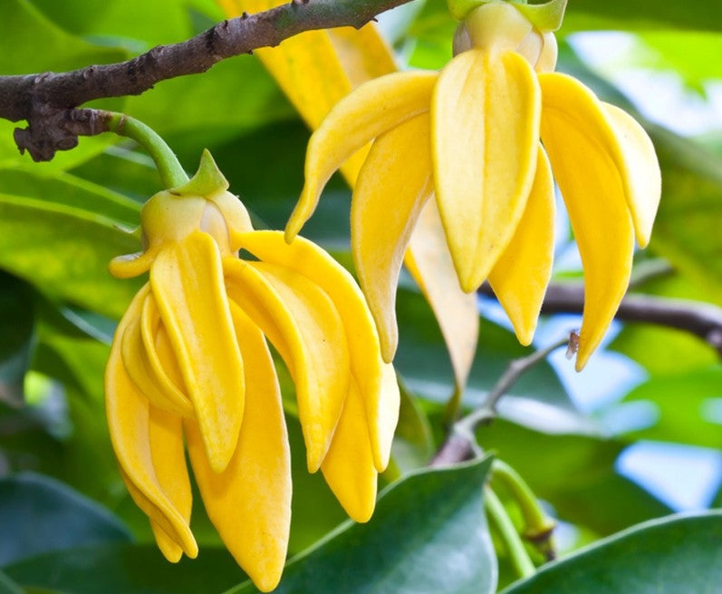 Ylang Ylang essential oil third (cananga odorata v genuina)
